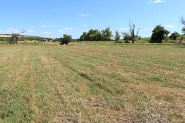 Tarladaki saman balyalarının manzarası