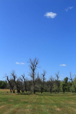 manzara, ağaçlar ve mavi gökyüzü