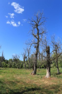 Yazın mavi gökyüzü olan ağaçlar