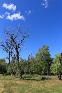 Yeşil bir çayırdaki güzel bir ağaç görüntüsü.