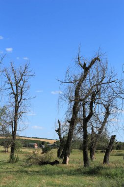 Doğadaki kuru ağaçlar