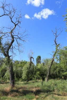 Doğadaki ağaçlar, bitkiler ve yapraklar