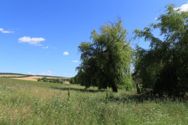 Tarladaki güzel yeşil ağaçların manzaralı görüntüsü.