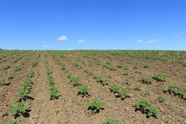 tarlada yetişen yeşil bitkiler