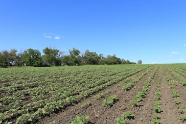 Genç yeşil buğday tarlası