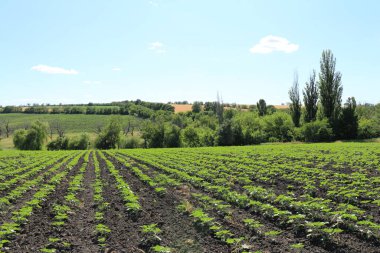 Tarlada taze mısırla sıra sıra.