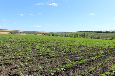 Yeşil tarlalı ve mavi gökyüzüyle manzara