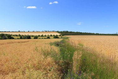 Yaz mevsiminde buğday tarlası