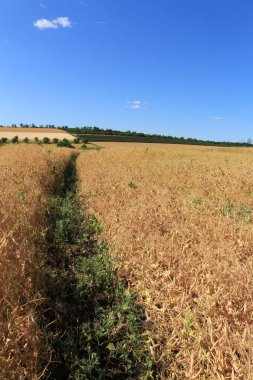 Buğday tarlası ve mavi gökyüzü