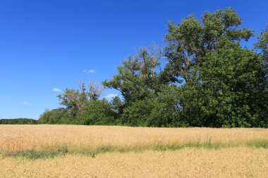 Olgun buğday ve buğday tarlası