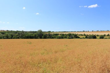 hasat sonrası buğdaylı tarla