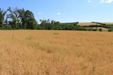 Altın buğday tarlası