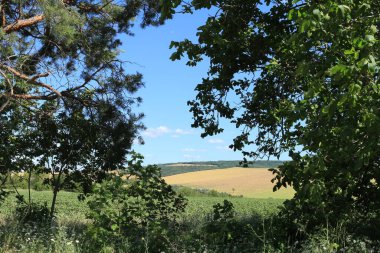 Ağaçların, doğanın ve gökyüzünün olduğu bir manzara.
