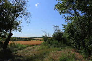 Tarlada bir ağacı olan güzel bir manzara.