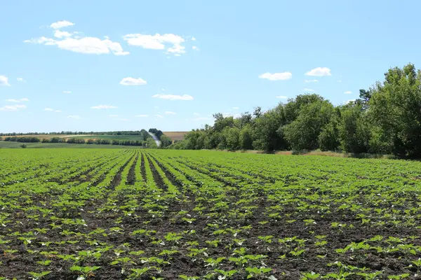Yazın genç mısır tarlası