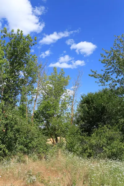 Kırsal manzaranın güzel manzarası