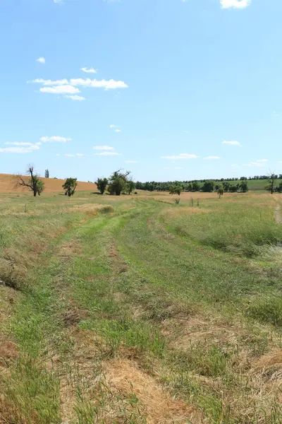 Çimen ve ağaçlarla kaplı kırsal yol