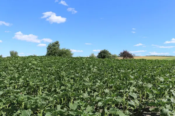 Genç mısırlı tarla