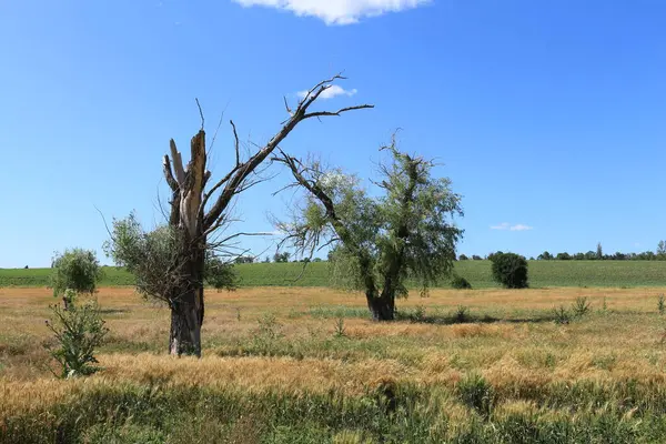 Bozkır Fırtınası Kanada 'yı Bulutlandırıyor