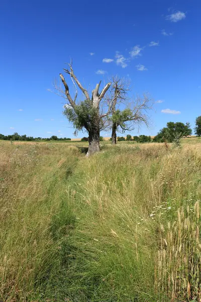 Sonbaharda bozkır. Sonbaharda bozkır. Bozkır bozkırda kuru bir ottur..