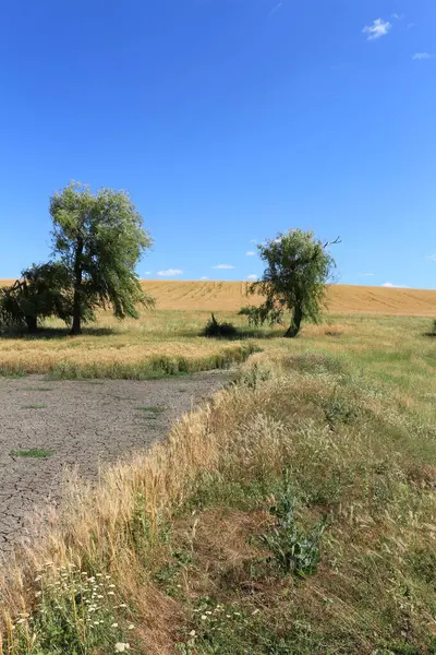 bir buğday tarlası ve bir ağaç manzarası