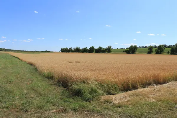 Buğday tarlasının manzarası