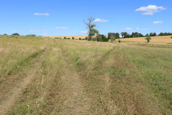 Yaz aylarında yeşil buğday alanı