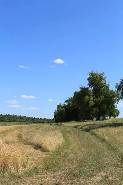 Buğday ve ağaç tarlası