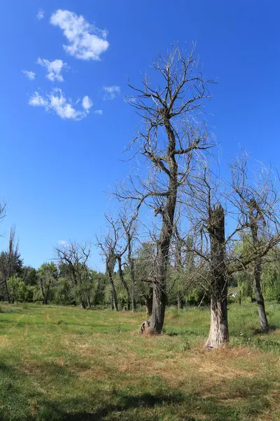 Yazın mavi gökyüzü olan ağaçlar