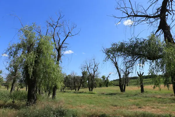 Ormanda yeşil otlarla kaplı bir manzara