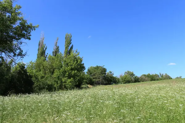 Mavi gökyüzü ile yeşil tarlaların güzel manzarası.