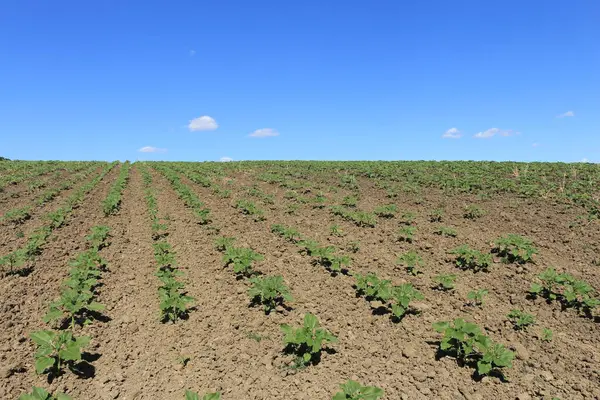 tarlada yetişen yeşil bitkiler