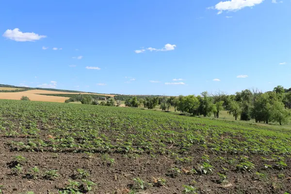 Yazın buğday tarlası ve mavi gökyüzü