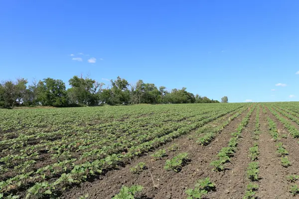 Genç yeşil buğday tarlası