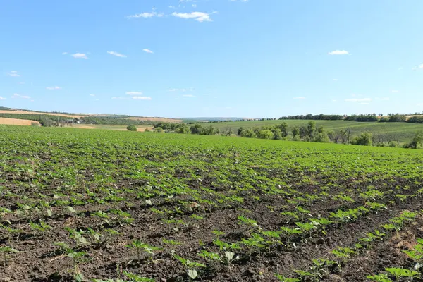 Yeşil tarlalı ve mavi gökyüzüyle manzara