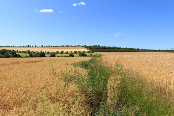 Yaz mevsiminde buğday tarlası