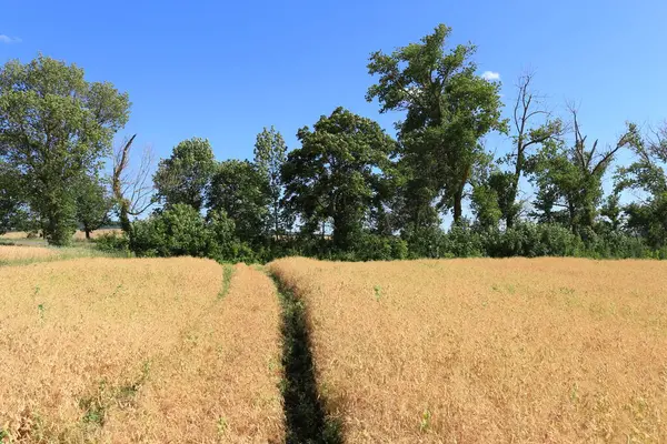 Yazın bir mısır tarlası.