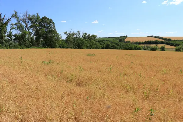 Altın buğday tarlası