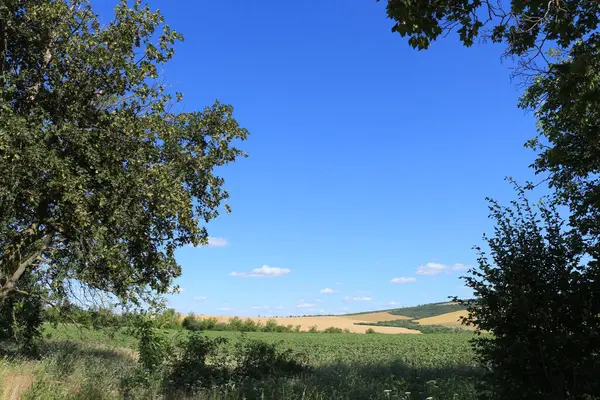 Yazın bir tarlanın manzaralı çekimi