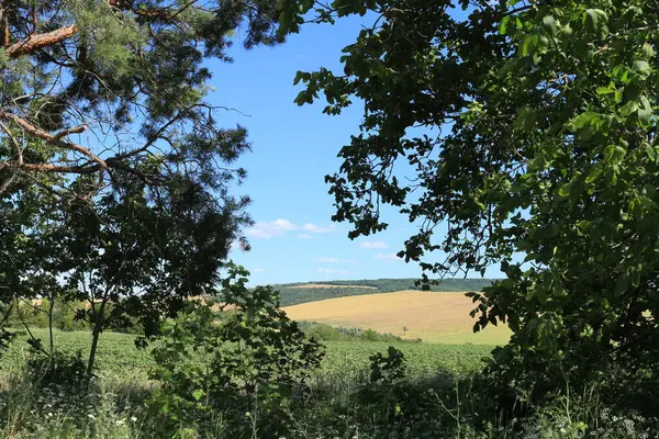 Ağaçların, doğanın ve gökyüzünün olduğu bir manzara.