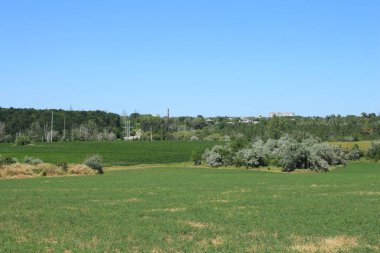 Kırsalda yeşil buğday tarlası