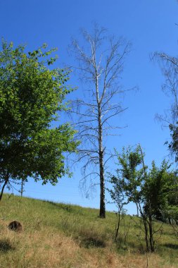 Parkın güzel manzarası