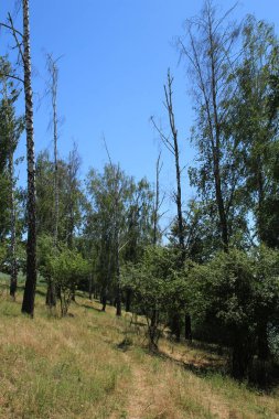 Ormandaki yol. Yaz. manzara..