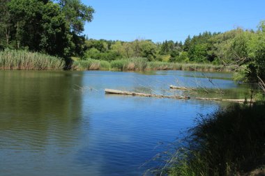Mavi gökyüzünün altındaki ağaçlarla çevrili güzel bir göl.
