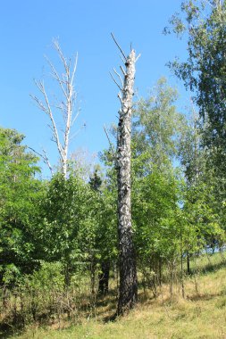 Ormandaki huş ağacı