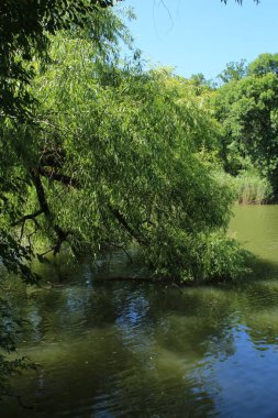 Güzel göl manzarası