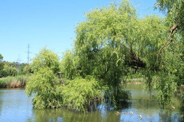 doğanın güzel nehir