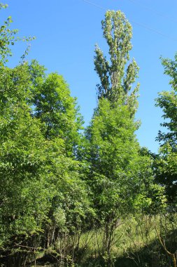Parktaki bir ağacın dallarında yeşil yapraklar