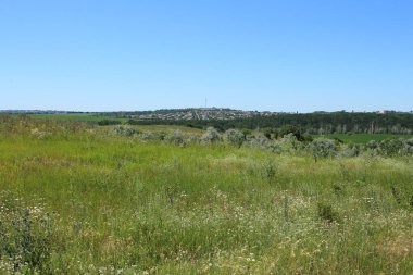 Yaz ormanının manzarası