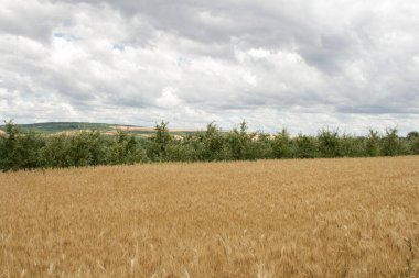 Kırsalda buğday tarlası ve bulutlu gökyüzü
